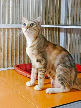 Indukkan kucing betina