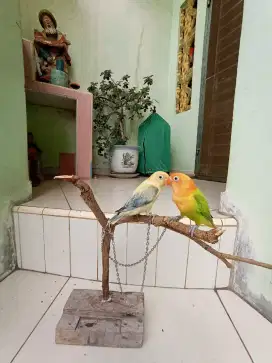 Lovebird sepasang