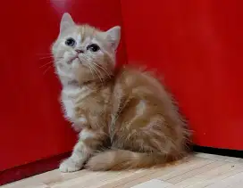 Kucing kitten orange marble betina 2blnn lbih indukan exo x peaknose y