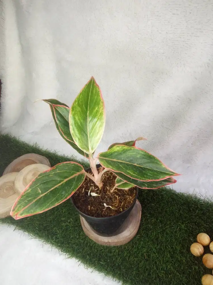 Tanaman hias Aglonema Lipstik / Aglaonema Siam Aurora Lipstick Remaja