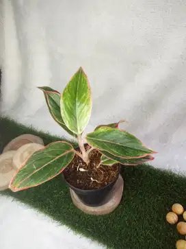 Tanaman hias Aglonema Lipstik / Aglaonema Siam Aurora Lipstick Remaja