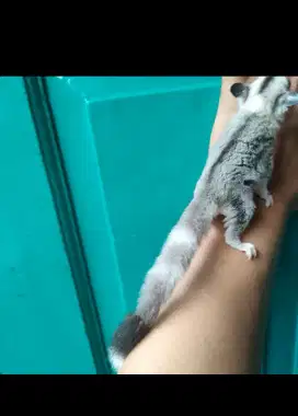 Sugar glider Moza Ringtail 1 bln