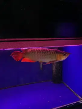 Di Jual CEPATT Ikan Arwana Super Red Mulus !!  BU !!