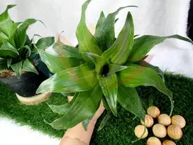 Tanaman Hias Dracena Hijau / Dracaena Green / Drasena Hanjuang