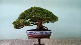 Bonsai SANCANG kelas kontes jadi