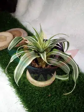 Tanaman hias dracena white / dracaena putih / drasena warneckii