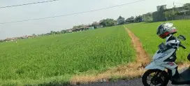 Sawah murah tasikmadu Karanganyar