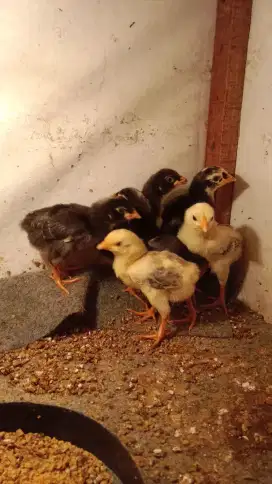 Ayam Sengkuni x Bangkok