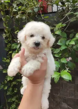 Snow white toy poodle kaki pendek kriwil stambum