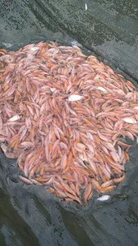 Bibit ikan nila merah