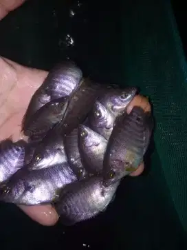 Bibit ikan gurami