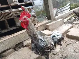 Ayam pelung jali rajin