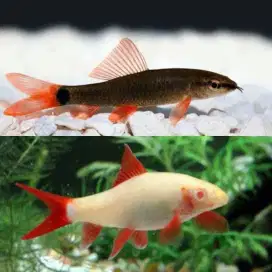 Redfin | Hitam | Albino | Aquarium | Kolam | Dekorasi