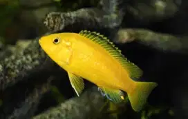 Ikan Lemon | Chiclid | Aquarium | Kolam | Dekorasi