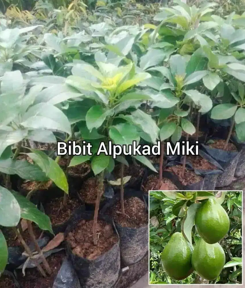 Bibit Alpukat Miki Tinggi 40 cm