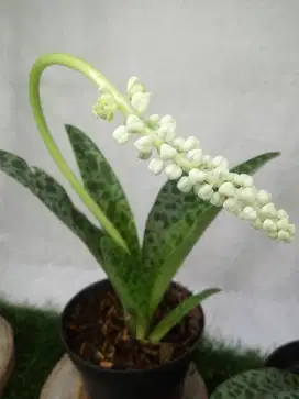 Tanaman Hias Lidah Katak Tokek / Drimiopsis Kirkii / Giant Squill