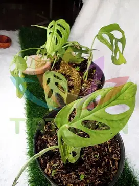 Tanaman Hias Janda Bolong Monstera / Monsterra Adansonii