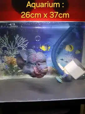 Louhan Cencu + Aquarium komplit