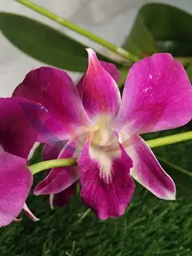 Tanaman Hias Bunga Anggrek Dendrobium Sp. / Orchid Dendro