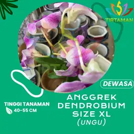 Tanaman Hias Bunga Anggrek Dendrobium Sp. / Orchid Dendro