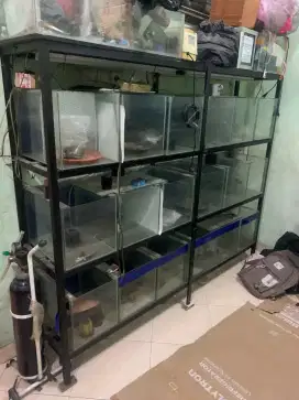 Aquarium progres louhan borongan