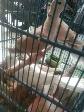 Burung puter obral murah