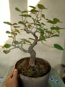 Bonsai waru lokal