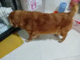 Pacak Golden Retriever Jantan