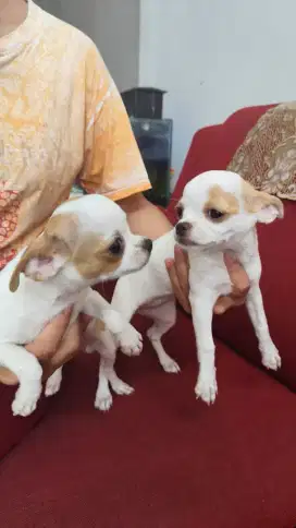 Chihuahua Puppies Betina