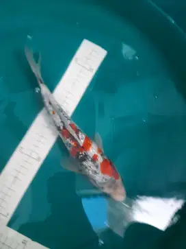 Ikan koi Showa Kindai Ginrin 31cm