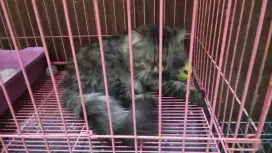 Dicari pembantu rumah tangga