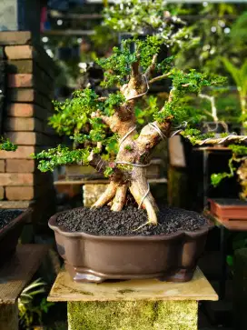 Jual bonsai sancang