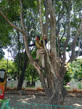 Jasa tebang pohon baim