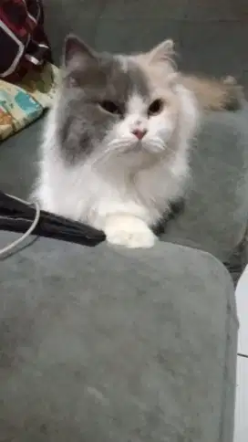 Lepas adopsi kucing lucu manja aleman