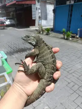 Iguana rhino/iguana badak