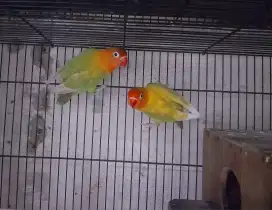 Lovebird induk split YF