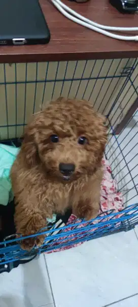 Anjing Poodle Betina