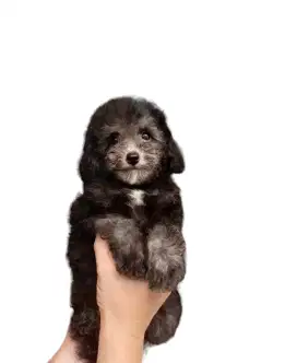 Teacup Silver Poodle Anjing Puppy