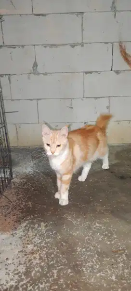 Maincoon Asli orange