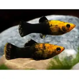 Ikan Molly Black Golden | Iwak | Aquarium | Kolam