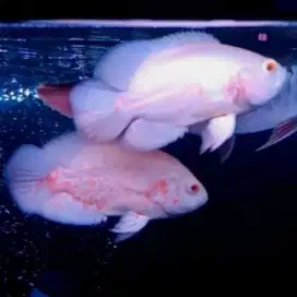 Ikan Oscar | Tyger Albino | Predator | Iwak | Aquarium | Kolam