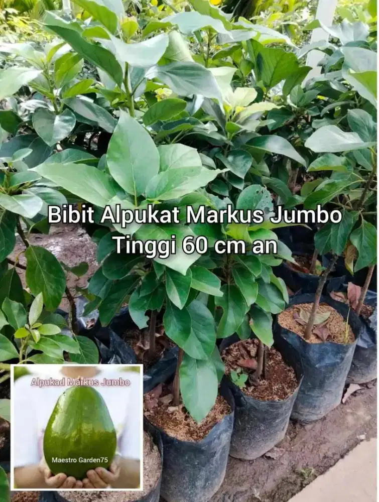 Bibit Alpukat Markus Tinggi 60 cm