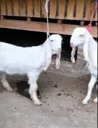 2 pasang anakan kambing etawa senduro 4 bulanan 2 jantan 2 betina puas