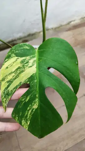 tanaman MARMORATA marble monstera