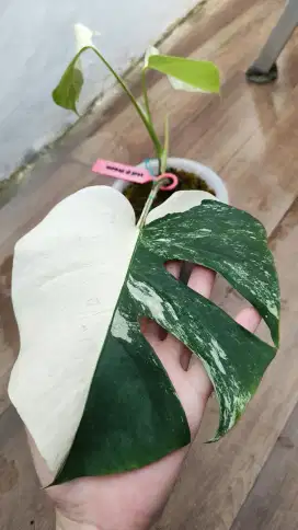 MONSTERA VARIGATA MONVAR HALFMOON MARBLE