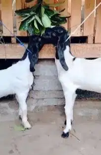 2 pasang anakan kambing etawa kaligesing 4 bulanan 2 jantan 2 betina