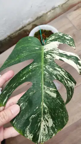 MONVAR MONSTERA VARIGATA ekonomis