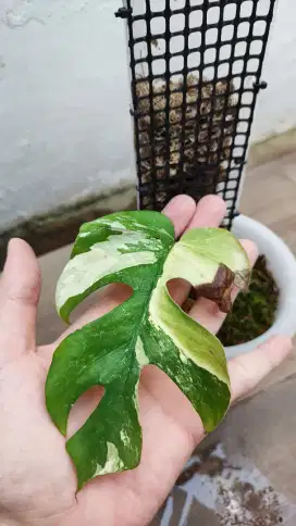 MONSTERA TETRA VARIGATA MENOR EKONOMIS