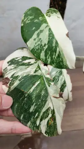 MONSTERA VARIGATA FULL WHITE TIGER MARBLE