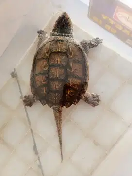 Kura kura commount snaping turtle